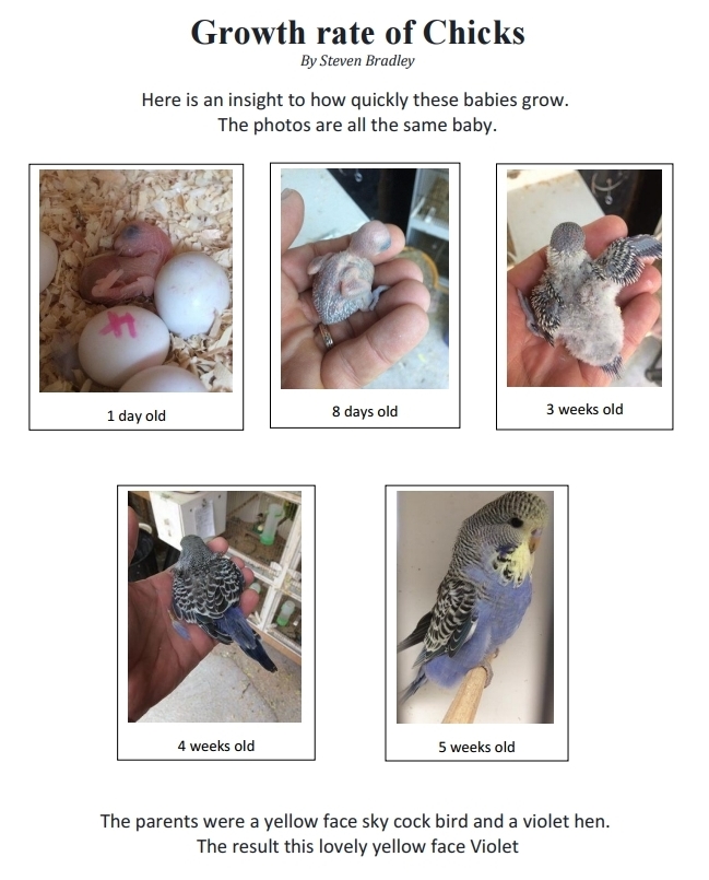 Budgie Growth Chart